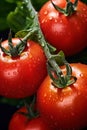 Big red tomatoes soaked with water droplets on organic farm tomato plant Royalty Free Stock Photo