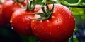 Big red tomatoes soaked with water droplets on organic farm tomato plant Royalty Free Stock Photo