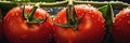 Big red tomatoes soaked with water droplets on organic farm tomato plant Royalty Free Stock Photo