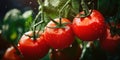 Big red tomatoes soaked with water droplets on organic farm tomato plant Royalty Free Stock Photo