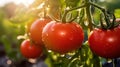 Big red tomatoes soaked with water droplets on organic farm tomato plant Royalty Free Stock Photo
