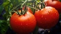 Big red tomatoes soaked with water droplets on organic farm tomato plant Royalty Free Stock Photo