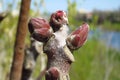 Big red tree buds on blurred background in spring. Royalty Free Stock Photo