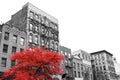 Big red tree on the street in front of black and white buildings in New York City Royalty Free Stock Photo