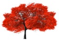 Big Red Tree on White Background Royalty Free Stock Photo