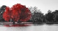 Big red trees with people sitting in the colorful leaves in a black and white fall landscape in city park Royalty Free Stock Photo