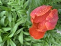 Big red tulip after rain Royalty Free Stock Photo