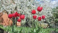 Big red tulips swaying in the wind against blossomy trees in spring