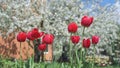 Big red tulips swaying in the wind against blossomy trees in spring