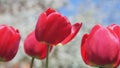 Big red tulips swaying in the wind against blossomy trees in spring