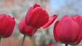 Big red tulips swaying in the wind against blossomy trees in spring