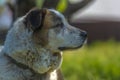 Big red and white mongrel dog on the lawn Royalty Free Stock Photo