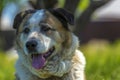 Big red and white mongrel dog on the lawn Royalty Free Stock Photo