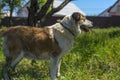 Big red and white mongrel dog on the lawn Royalty Free Stock Photo