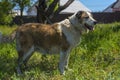 Big red and white mongrel dog on the lawn Royalty Free Stock Photo