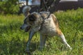 Big red and white mongrel dog on the lawn Royalty Free Stock Photo