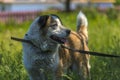 Big red and white mongrel dog on the lawn Royalty Free Stock Photo