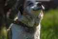 Big red and white mongrel dog on the lawn Royalty Free Stock Photo