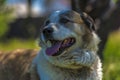 Big red and white mongrel dog on the lawn Royalty Free Stock Photo