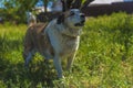 Big red and white mongrel dog on the lawn Royalty Free Stock Photo