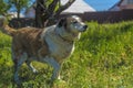 Big red and white mongrel dog on the lawn Royalty Free Stock Photo