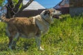 Big red and white mongrel dog on the lawn Royalty Free Stock Photo