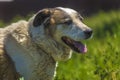 Big red and white mongrel dog on the lawn Royalty Free Stock Photo