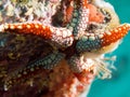 White and red starfish on coral reef underwater Royalty Free Stock Photo