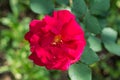 Big red wild rose flower in a garden, close up Royalty Free Stock Photo