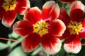 Big red-yellow open tulips growing on the flowerbed in the sun.