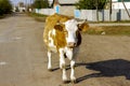 Big redhead white calf walks down the road and hums Royalty Free Stock Photo