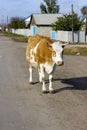 Big redhead white calf walks down the road and hums Royalty Free Stock Photo