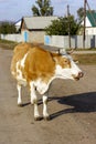 Big redhead white calf walks down the road and hums Royalty Free Stock Photo