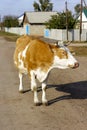 Big redhead white calf walks down the road and hums Royalty Free Stock Photo