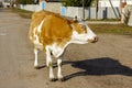 Big redhead white calf walks down the road and hums Royalty Free Stock Photo