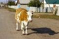 Big redhead white calf walks down the road and hums Royalty Free Stock Photo