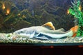 Big redtail catfish Phractocephalus hemioliopterus in the aquarium Royalty Free Stock Photo