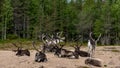 Big reindeer herd finnland white and brown nature Royalty Free Stock Photo