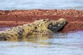 Big nile crocodile, Chamo lake Falls Ethiopia Royalty Free Stock Photo