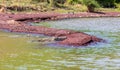 Big nile crocodile, Chamo lake Falls Ethiopia Royalty Free Stock Photo