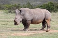 Big Rhino in Africa