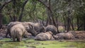 Many rhinoceros in the zoo