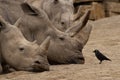 Big Rhino's And Small Bird Royalty Free Stock Photo