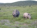 Big Rhinoceraus Royalty Free Stock Photo