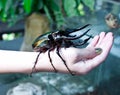 Rhinoceros beetle