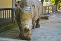 Big Rhinoceros in Kiev zoo Royalty Free Stock Photo