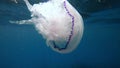 Big Rhizostomae jellyfish underwater in blue sea