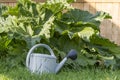 Big rhubarb growing in the vegetable garden and watering can