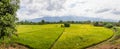 Panorama photo of a green rice field in Tenom, Sabah, Malaysia with rope operated scarecrows Royalty Free Stock Photo