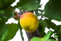 Big ripe apricot on a tree in the garden, growing apricots Royalty Free Stock Photo